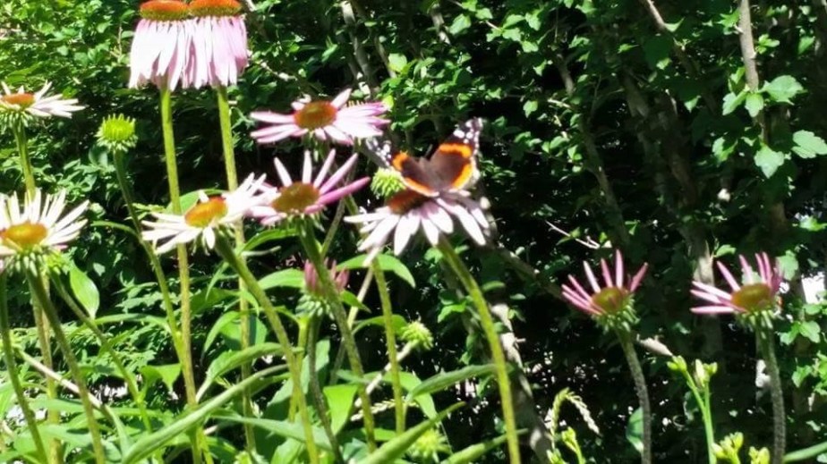 Purple Coneflower (echinacea): Beautiful and&nbsp;Beneficial