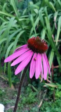 blog3_purpleconeflower_echinacea_ladybug