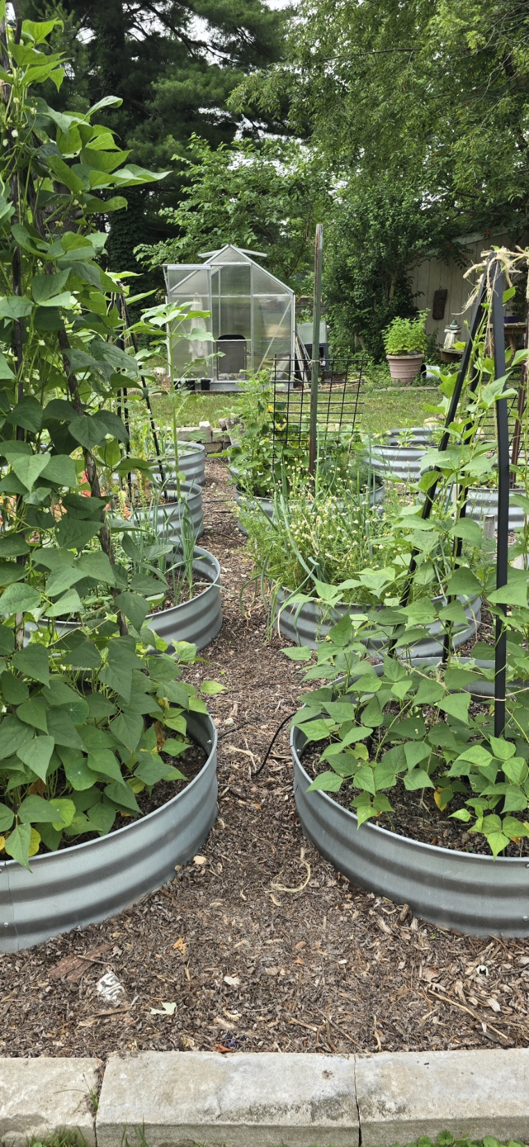 Bushy, Tall, and Green is How I Like My&nbsp;Bean